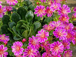 Porzellanröschen, Lewisia cotyledon