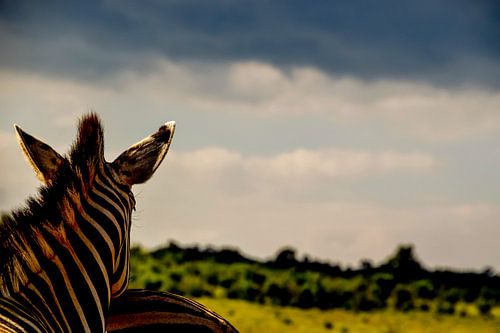Zebra on the lookout