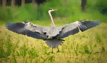 Opstijgende reiger van Maickel Dedeken