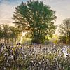 Lever du soleil sur des bulbes de coton en automne, Hongrie sur Rietje Bulthuis