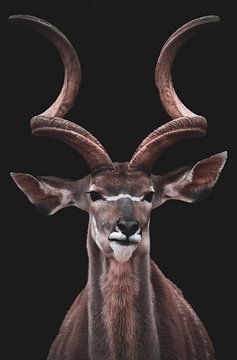 Die großen Hörner des großen Kudu von Elena ten Brink | FocusOnElena