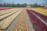 United colors of flowers I