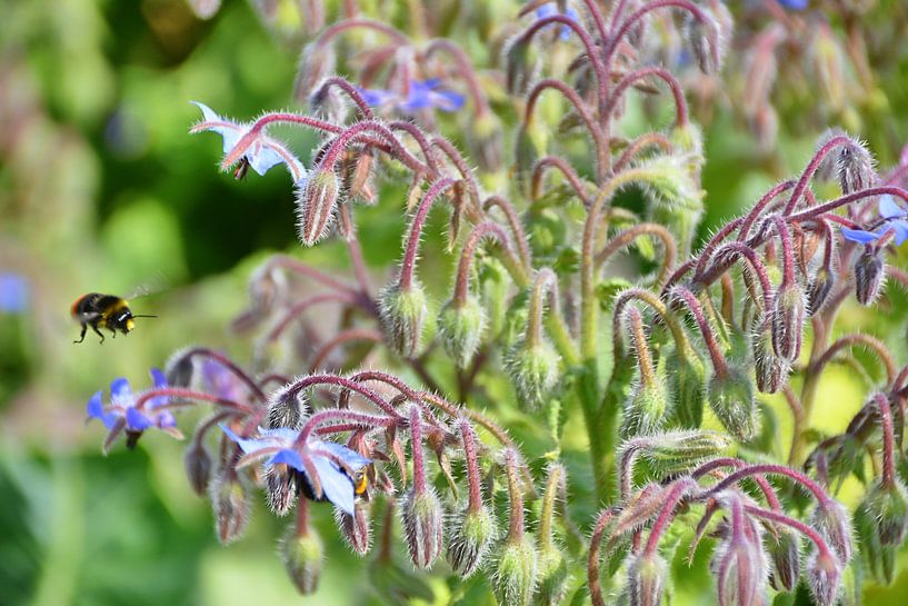 Landeerlaubnis 7 par Edgar Schermaul