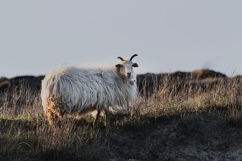 Schafe in den Dünen von Scheveningen von Anne Zwagers