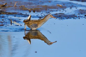 Water rail in the morning in autumn by Karin Jähne