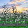 Blühende Apfelbäume am Niederrhein von Michael Valjak