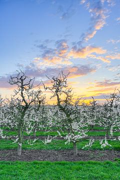 Bloeiende appelbomen aan de Nederrijn