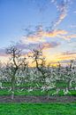 Blühende Apfelbäume am Niederrhein von Michael Valjak Miniaturansicht