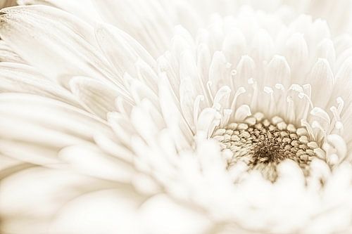 Creatief spierwit licht in de gerbera bloem