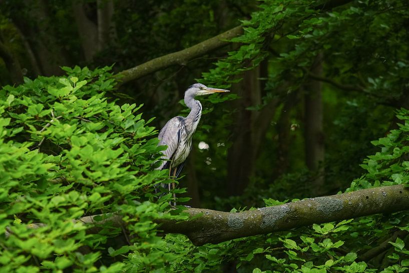 Reiger in een boom by Dirk van Egmond