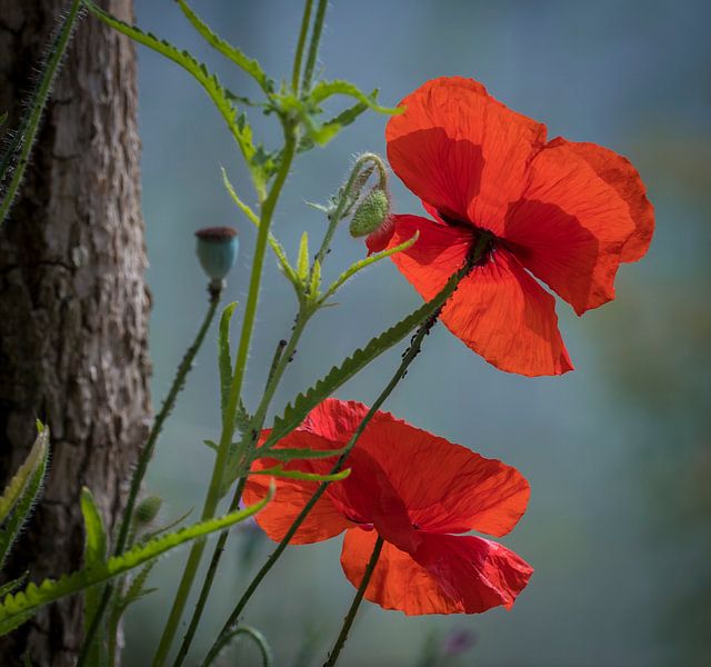 Mohnblume von Ingrid Ronde