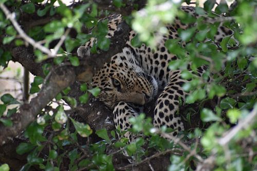 Leopard in a Tree, Masai Mara