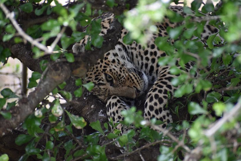 Luipaard in de Masai Mara von Vincent Dekker