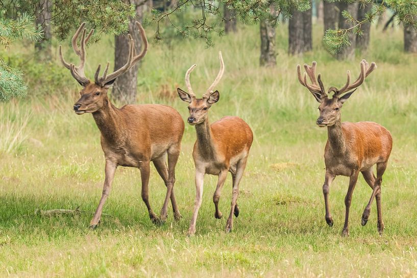 Red deer, Deer on the Veluwe. by Gert Hilbink