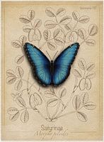 Stilisierte Zeichnung eines blauen Morpho-Schmetterlings