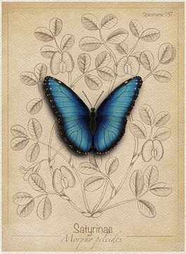 Stylised drawing of blue morpho butterfly by Marjolein Fortuin