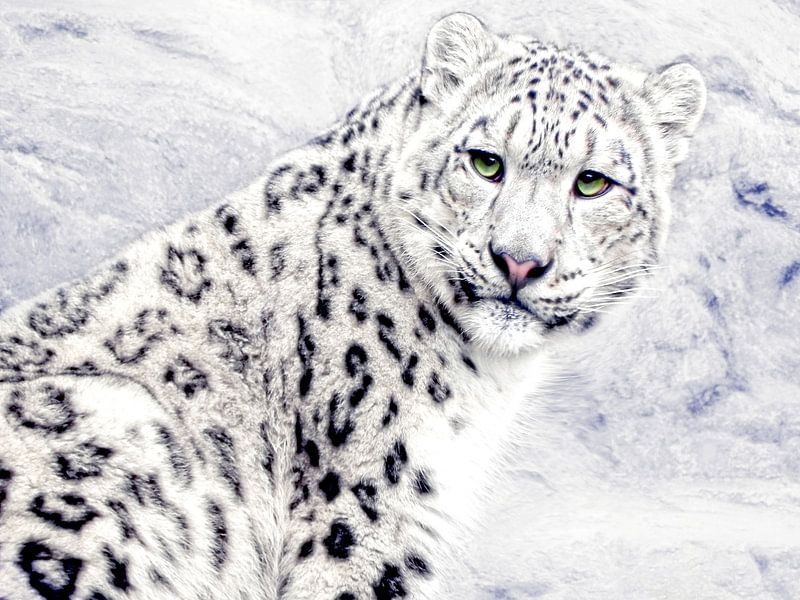 De Snow Leopard II van Joachim G. Pinkawa