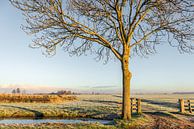 Kahler Baum am Rande einer gefrorenen Wiese, Bleskensgraaf von Ruud Morijn Miniaturansicht