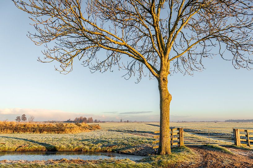 Kahler Baum am Rande einer gefrorenen Wiese, Bleskensgraaf von Ruud Morijn