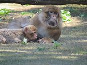 Moeder aap met haar baby von Ineke Duijzer Miniaturansicht