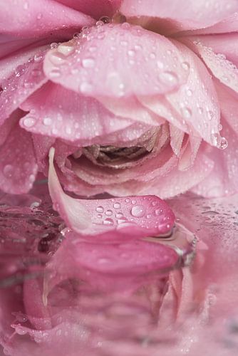 A pink ranunculus "mourns" the lost leaf