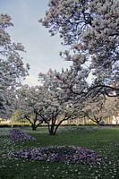 Magnolienblüten-Park im Frühling in Würzburg