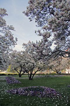 Magnolienblüten-Park im Frühling in Würzburg