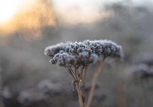 Blumen Teil 238