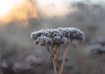 Blumen Teil 238 von Tania Perneel