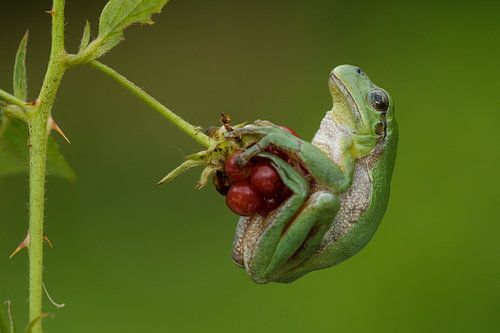 Boomkikker op bramen in braamstruik in de Achterhoek