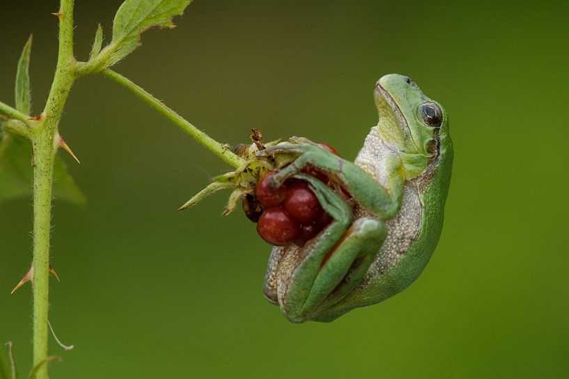 Tree frog on blackberries in blackberry bush in the Achterhoek by Jeroen Stel