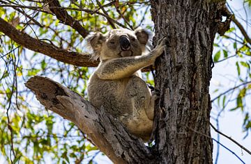 Volwassen koala in boom van Lynn Wolters