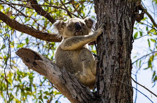 Volwassen koala in boom