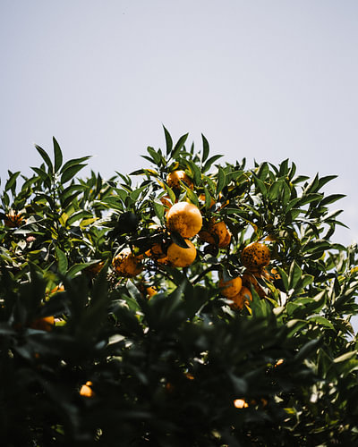 Lemons in Limone