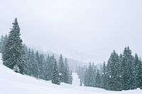 Snowy pine forest