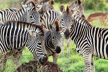 Zebras in South Africa