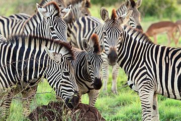 Zebras  Südafrika