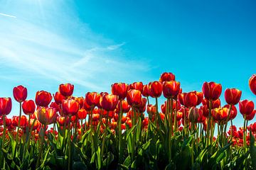 Close-up van rode tulpen tegen een blauwe lucht van Ruurd Dankloff