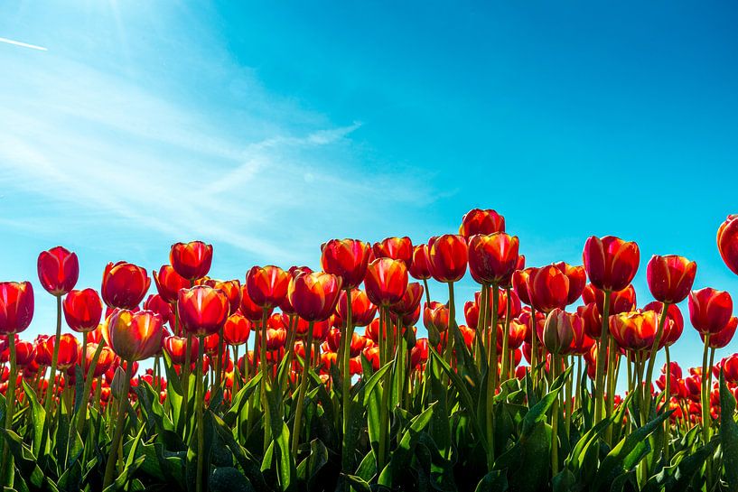 Gros plan sur des tulipes rouges dans un ciel bleu par Ruurd Dankloff