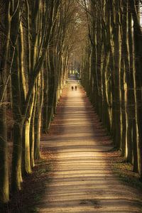 Avenue des arbres sur Moetwil en van Dijk - Fotografie
