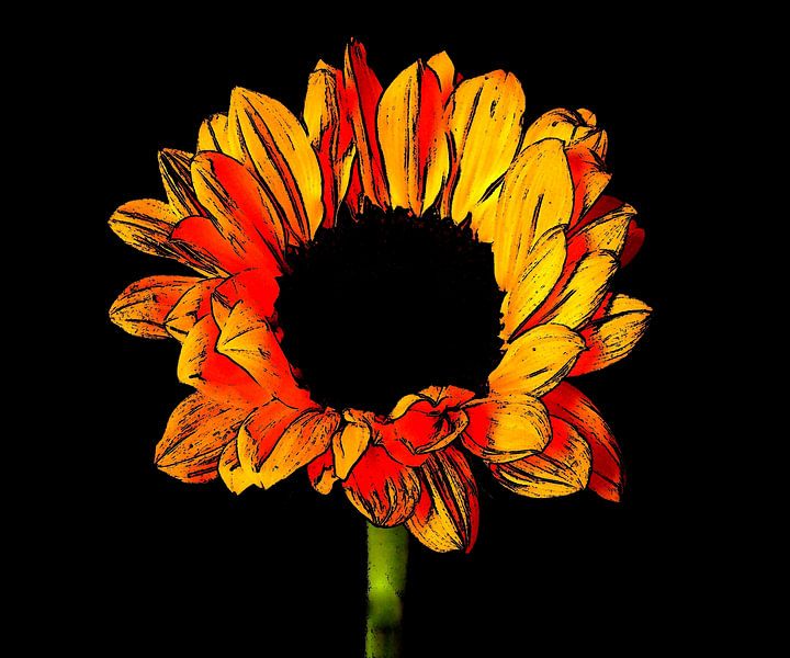 Sunflower by Jose Lok