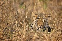 Leopard hidden in the dry scrub of the African savannah 3