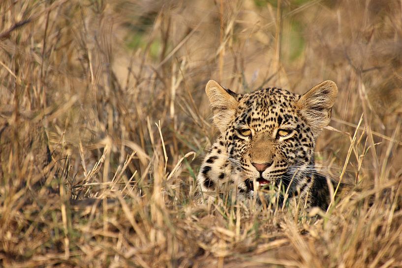 Leopard versteckt im trockenen Busch der afrikanischen Savanne 3 von Annelies69