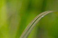 Water drop on stem