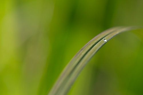 Waterdruppel op stengel