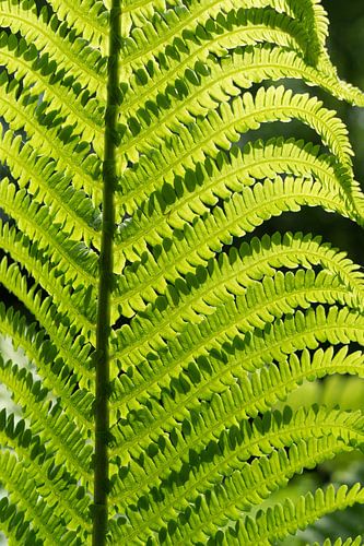 Green fern leaf and sunlight in forest