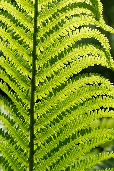 Grünes Farnblatt und Sonnenlicht im Wald von Heidemuellerin