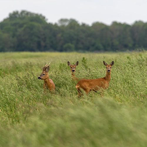 Deer in the Hunzedal in Drenthe