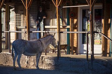 Ezels in Ghosttown Oatman van De wereld door de ogen van Hictures