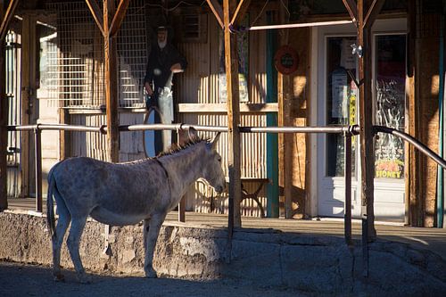 Ezels in Ghosttown Oatman